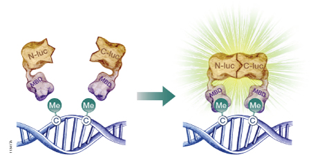 A schematic diagram showing the use of a split-luciferase biosensor to assess DNA methylation at the genome level.