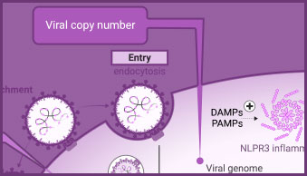 viral-rep-lef2t