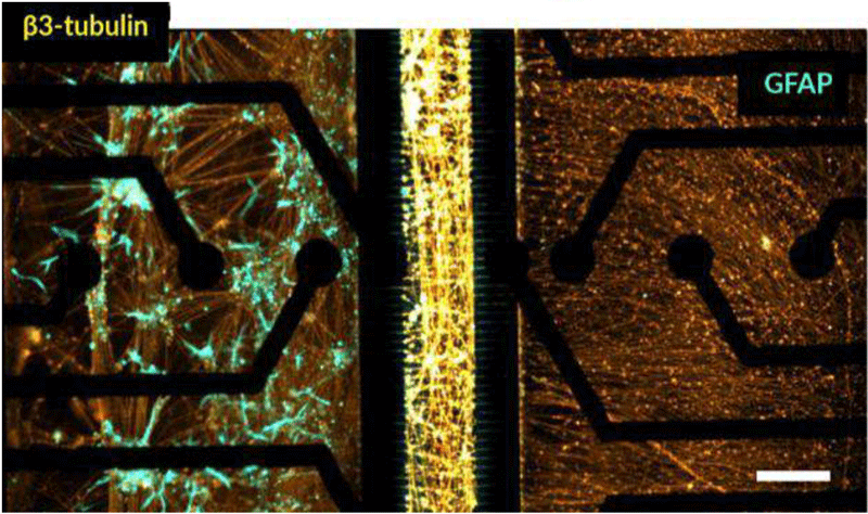 b3-tubulin-3dculture-chip