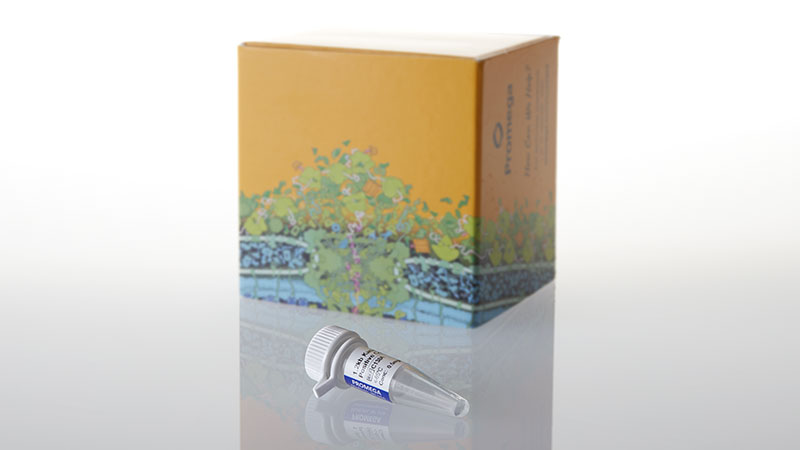 C1381_1-2-kb-kanamycin-contol-rna_3