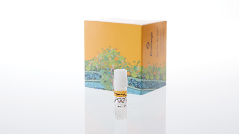 nc1001transfectnowhek293cells1x05ml3