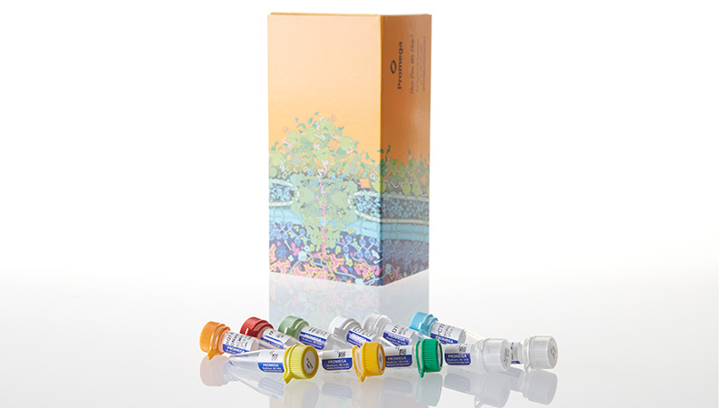 P1420_Riboprobe--System---SP6_3