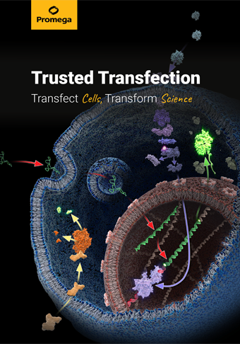 web-trusted-transfection