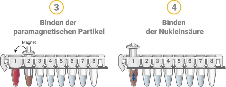de-dna-extraction-2