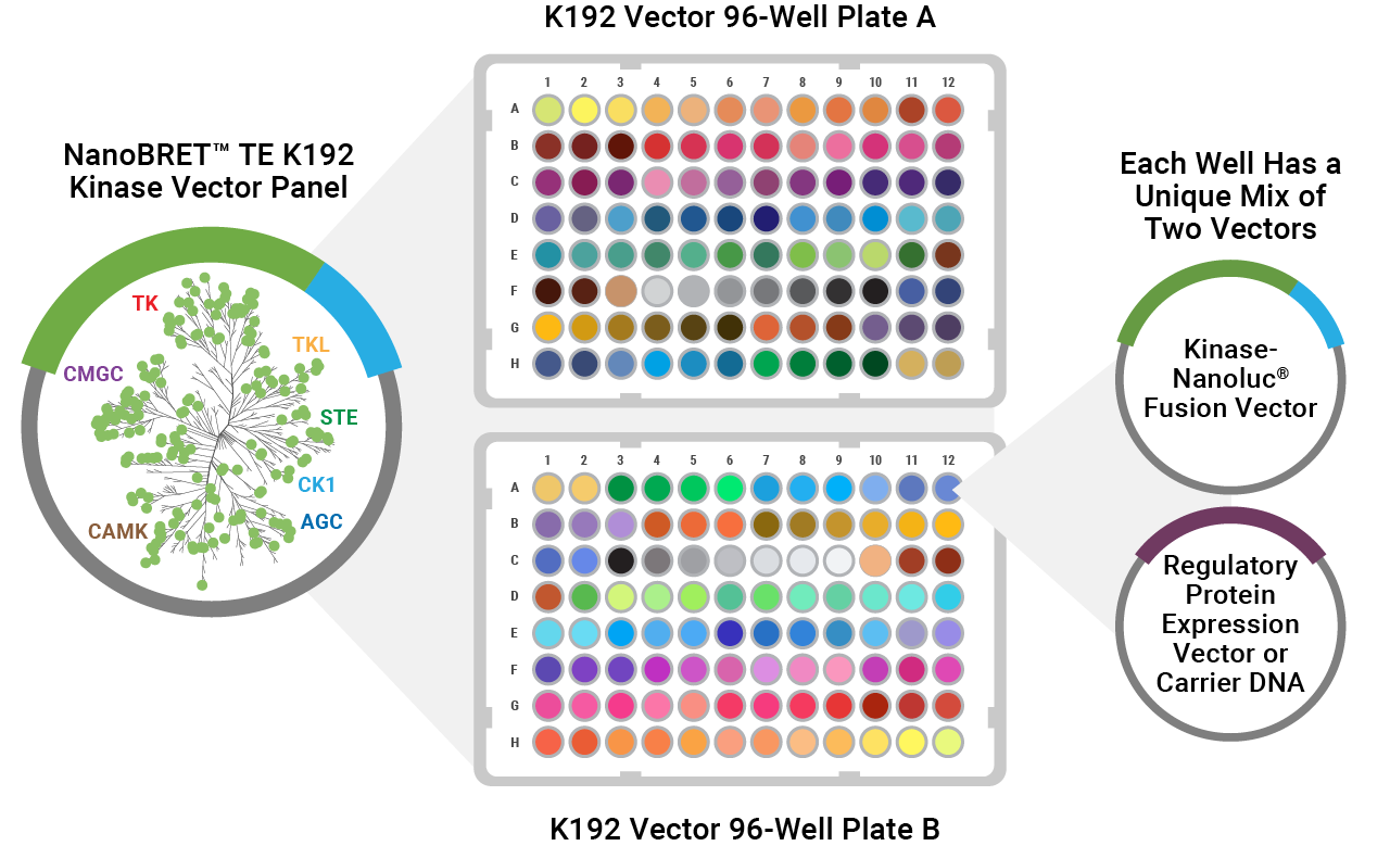 K192 Kinase Vector Panel
