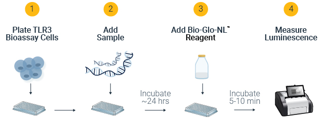 Illustration showing the TLR3 Bioassay workflow.
