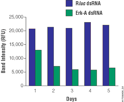 Duration of suppression in Erk-A protein levels following treatment with Erk-A dsRNA.