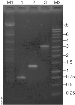 Gel analysis of PCR products used for TA cloning.