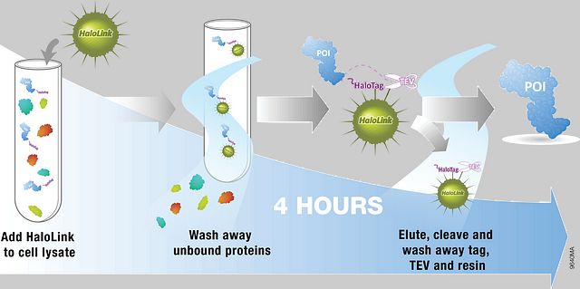 Schematic of the HaloTag® Mammalian Protein Purification System Protocol.