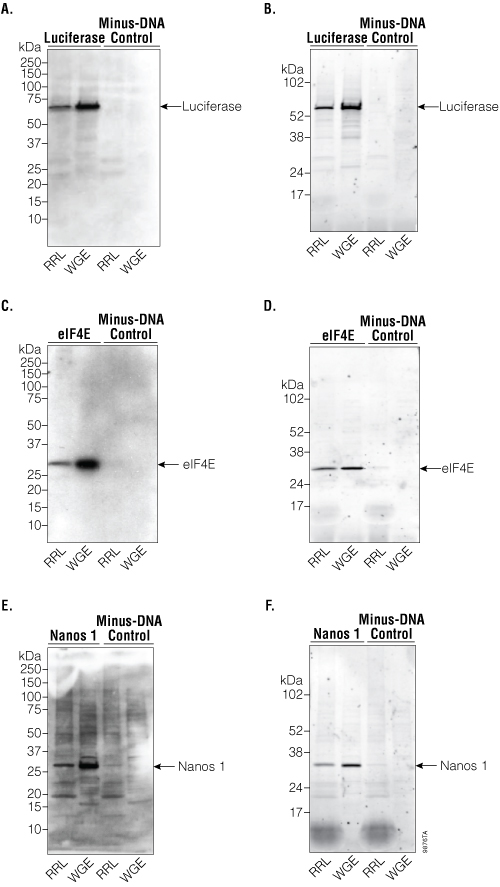 Multi-panel Western blot comparing chemiluminescent and fluorescent detection of firefly luciferase, eIF4E, and Nanos 1 expressed in RRL- and WGE-based expression systems.